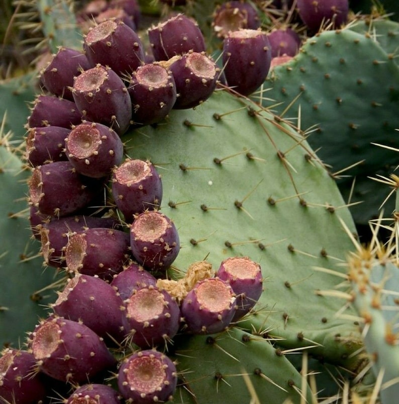 20 Seeds Mediterranean Prickly Pear Cactus Opuntia Vulgaris Free shipping Grows sweet edible fruit image 2