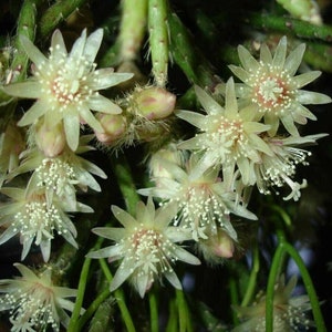 Rhipsalis pilocarpa cactussen sappig 20 verse zaden harige stengel rhipsalis Gratis verzending
