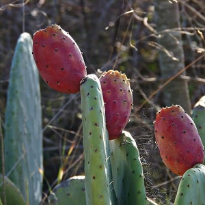 Mediterranean prickly pear cactus - opuntia ficus-indica one pad red fruit