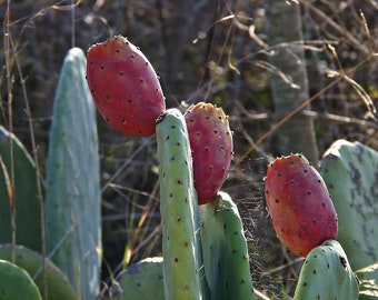 Mediterranean prickly pear cactus - opuntia ficus-indica one pad red fruit