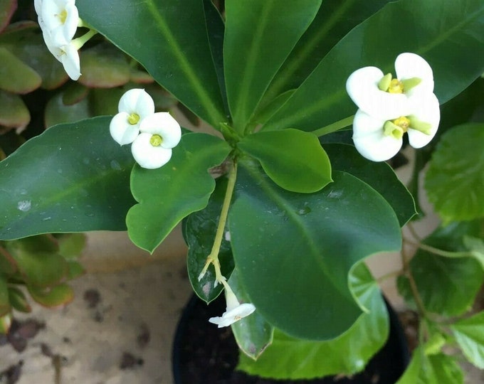 Euphorbia milii - white flower - one 5 inch plant in a 6.5cm pot - succulent plant