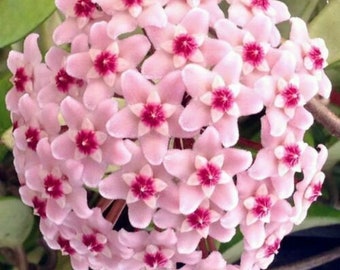 Hoya Carnosa Tricolor  Wax Plant  healthy plant in 9 cm pot porcelain flower Krimson Princess House plant Hoya carnosa 'Rubra'