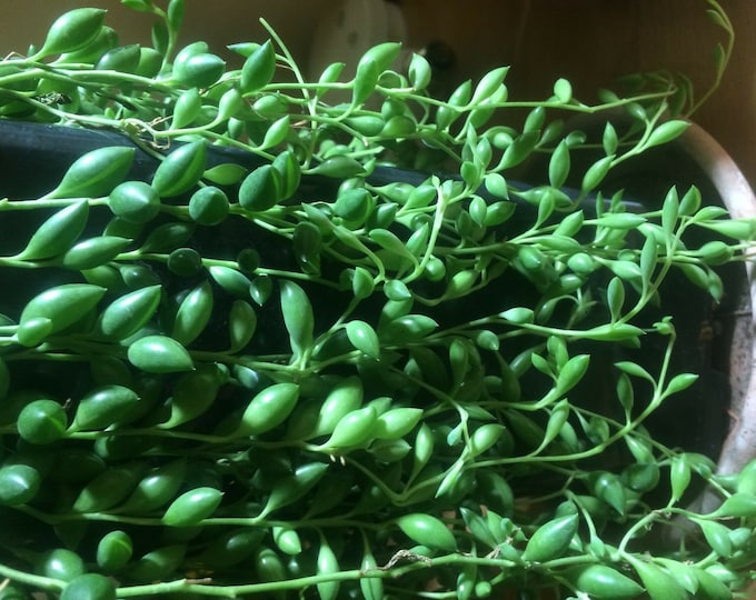 Senecio radicans string of bananas fishhook senecio succulent cutting