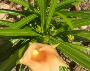 5 fresh thevetia peruviana lucky nut  orange oleander seeds