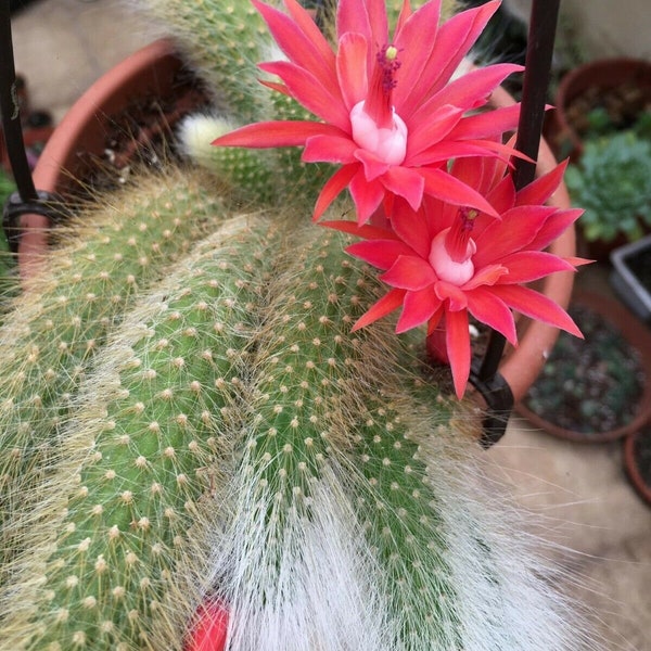 Hildewintera colademononis   monkey tail 6cm rooted cutting