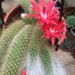 see more listings in the Cactus Plants section