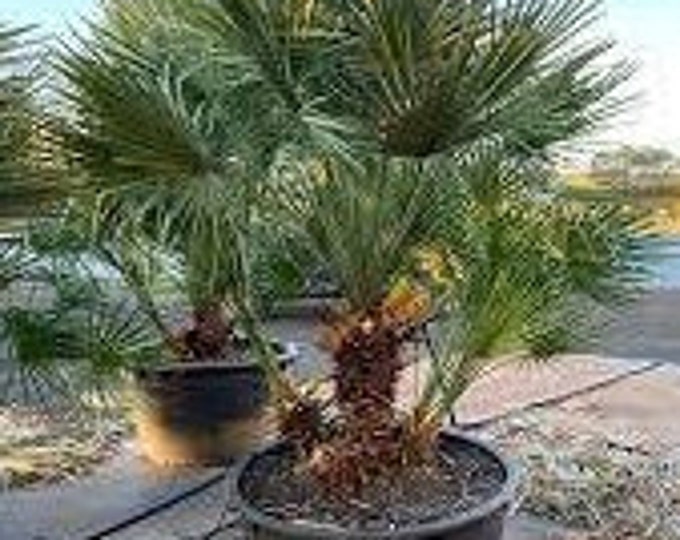 5 Dwarf Fan Palm seeds also called  European Dwarf Palm  Chamaerops humilis