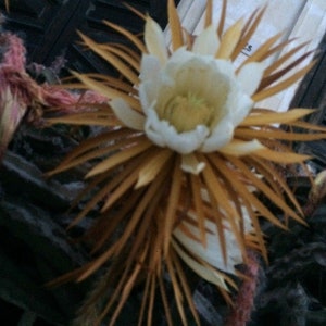 Selenicereus grandiflorus queen of the night vanilla cactus one cutting image 2