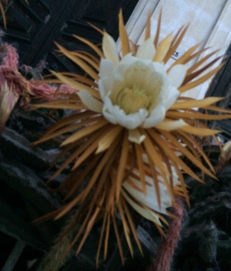 Selenicereus grandiflorus queen of the night vanilla cactus one cutting image 2