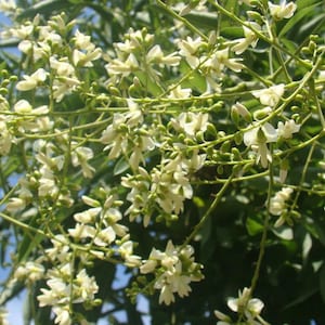 10 Japanese pagoda tree seeds. Styphnolobium japonicum.