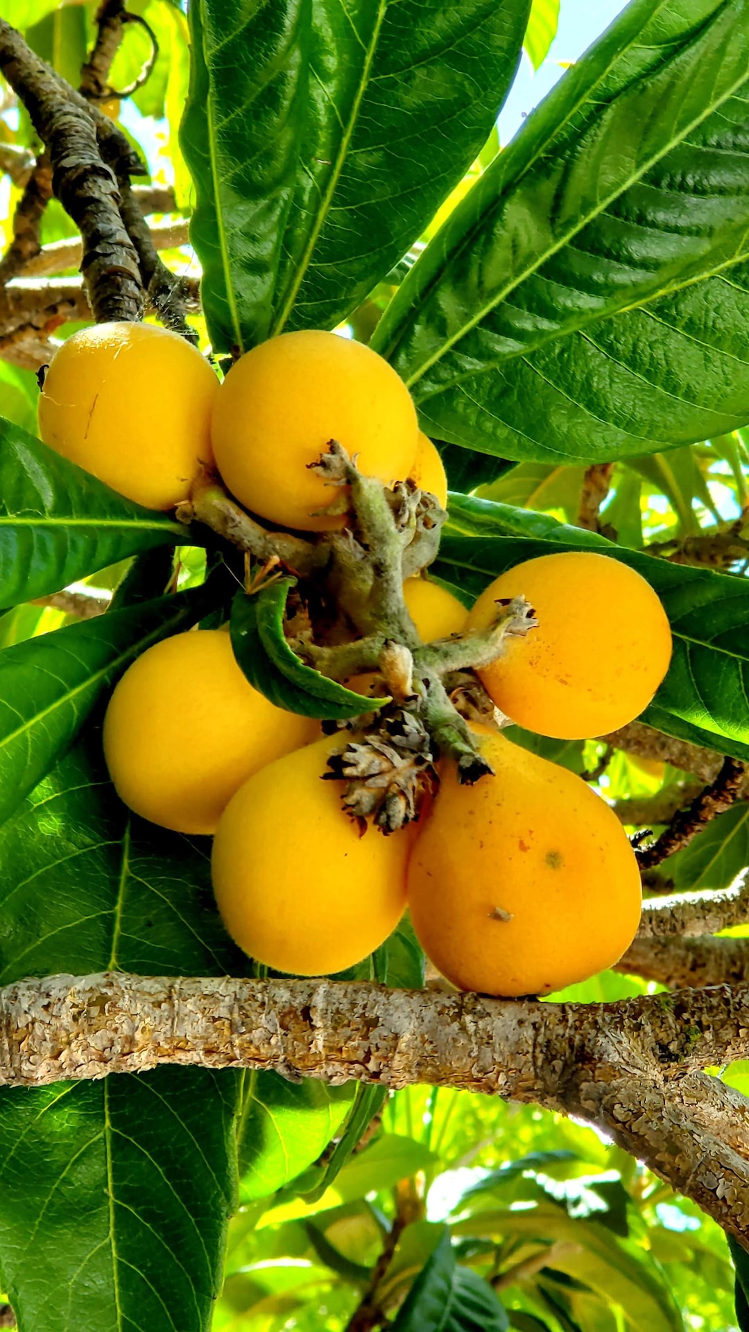Fresh Organic Loquats 1 Lbs LIMITED | SEASONAL - Etsy