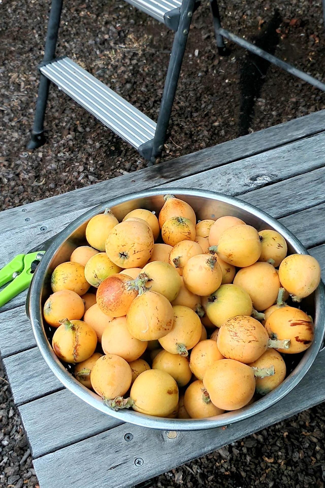 Fresh Organic Loquats 1 Lbs LIMITED | SEASONAL - Etsy