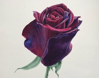 Original Rose Watercolor Painting Botanical Art Realistic Wall Art  Hand Painted Picture