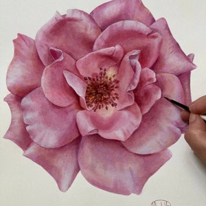 Pintura original de acuarela de rosa, arte botánico, arte mural realista, cuadro pintado a mano