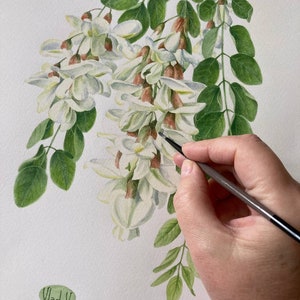 Acacia Oryginalna Akwarela Malarstwo Botaniczne Realistyczna Sztuka Ścienna Ręcznie Malowany Obraz