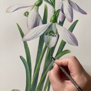 Snowdrops Original Watercolor Painting Botanical Art Realistic Wall Art Hand Painted Picture