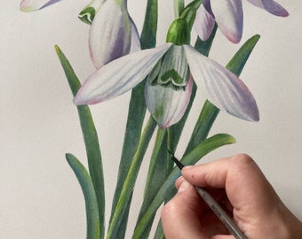 Original Snowdrops Watercolor Painting Botanical Art Realistic Wall Art Hand Painted Picture