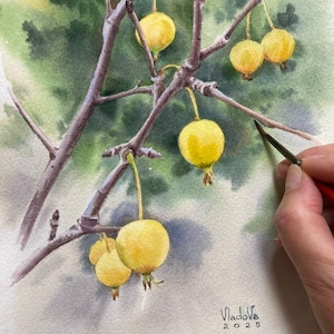 Original Paradise apples Watercolor Painting Botanical Art Realistic Wall Art  Hand Painted Picture