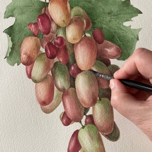 Grape Original Watercolor Painting Botanical Art Realistic Wall Art  Hand Painted Picture