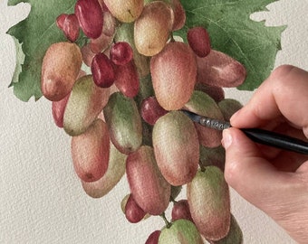 Grape Original Watercolor Painting Botanical Art Realistic Wall Art  Hand Painted Picture