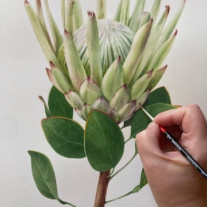 Protea Оригинальная акварельная живопись Ботаническое искусство Реалистичное настенное искусство Ручная роспись cartas