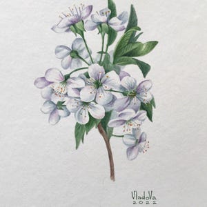 Cherry blossom Original Watercolor Painting Botanical Art Realistic Wall Art  Hand Painted Picture Flowers
