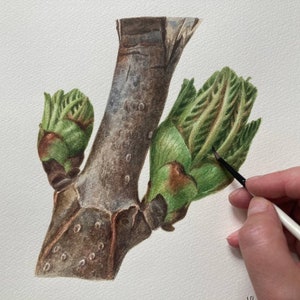 Chestnut Original Watercolor Painting Botanical Art Realistic Wall Art  Hand Painted Picture
