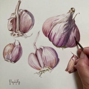 Original Garlic Watercolor Painting Botanical Art Realistic Wall Art  Hand Painted Picture