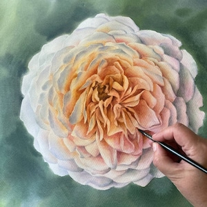 Rose Original Watercolor Painting Botanical Art Realistic Wall Art  Hand Painted Picture