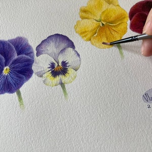 Violet Tricolor Original Watercolor Painting Botanical Art Realistic Wall Art  Hand Painted Picture
