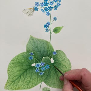 May include: A botanical watercolor painting of a plant with vibrant blue flowers and large green leaves, featuring a small white butterfly perched on the blossoms. The artwork includes the signature Vladova 2026 at the base of the stem.