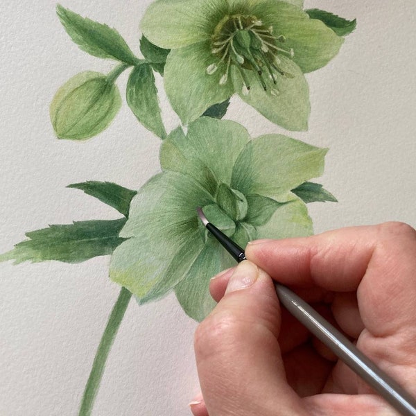 Hellebore Original Watercolor Painting Botanical Art Realistic Wall Art  Hand Painted Picture