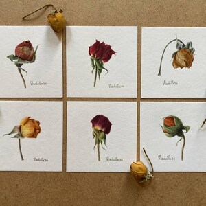 Original Rosen Aquarell Malerei Botanische Kunst Realistische Wandkunst Handgemaltes Bild Miniatur
