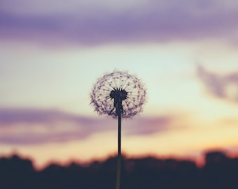 Make a wish dandelion