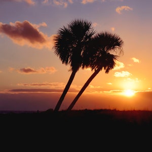 May include: Silhouette of two palm trees against a vibrant orange and pink sunset sky. The sun is setting behind the trees, casting a warm glow on the clouds.