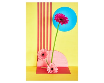 Pink Sunflowers with Red Stripes: Still Life, Fine Art Photography, Archival Print, Giclée Print, Floral Print, Modern Art, Decorative Art