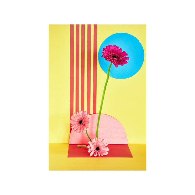 Pink Sunflowers with Red Stripes: Still Life, Fine Art Photography, Archival Print, Giclée Print, Floral Print, Modern Art, Decorative Art image 1