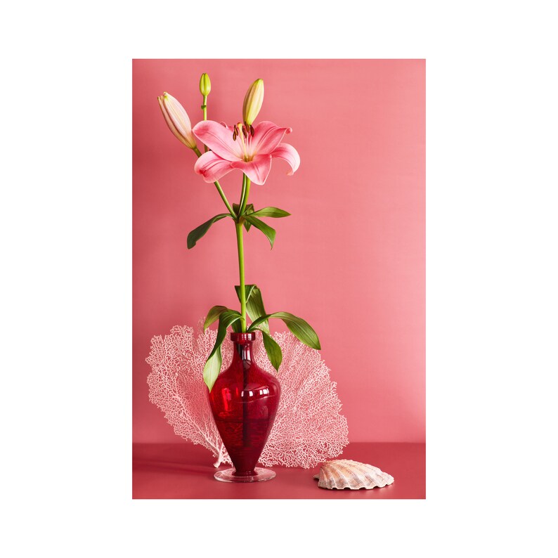 Still Life With Pink Stargazer Lily: Dutch Still Life, Floral Photo, Modern Art, Wall Hanging, Decorative, Fine Art, Pink Floral. Red Floral image 1