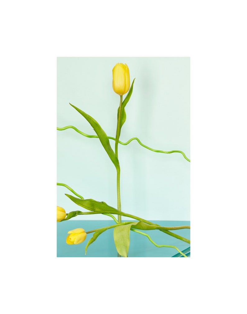 Still Life With Yellow Tulips: Fine Art Photography, Floral Print, Modern Art, Wall Hanging, Abstract Art, Decorative Art, Abstract Floral image 1