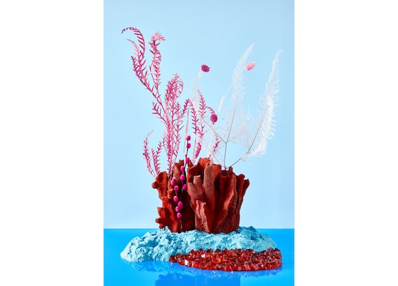 Red Reef Still Life: Archival Pigment Fine Art Photography Print