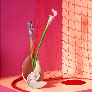 Seashell Still Life Art Print: Abstract Floral Photography