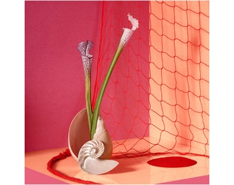 Still Life With Seashell & Net: Fine Art Photography, Abstract Art, Flower Print, Still Life. Interior Design, Seashell Art.