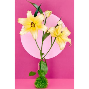 Golden Stargazer Lily Art Print: Abstract Floral Photography