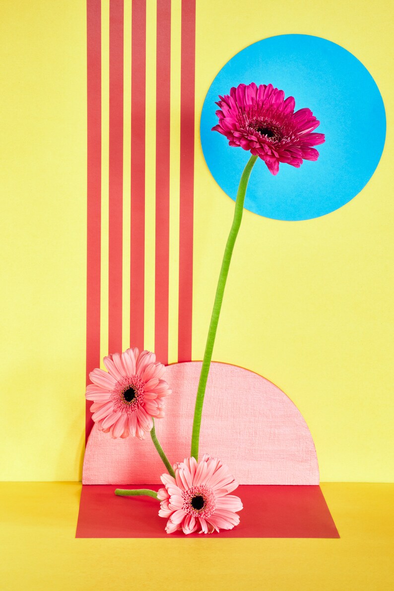 Pink Sunflowers with Red Stripes: Still Life, Fine Art Photography, Archival Print, Giclée Print, Floral Print, Modern Art, Decorative Art image 2