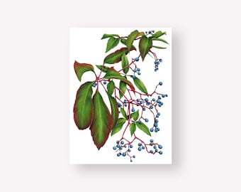 Botanical Illustration Art Print | 9x12 Unframed Print | Plant Illustration Art