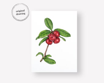 Cranberries Botanical Drawing | Botanical Illustration | Handmade Artwork | 6 x 8 Drawing