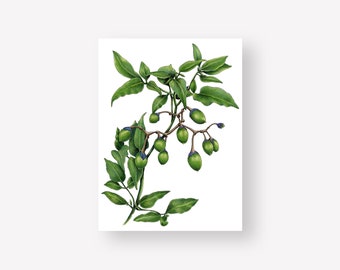 Green Botanical Illustration Print | 9x12 Unframed Art Print