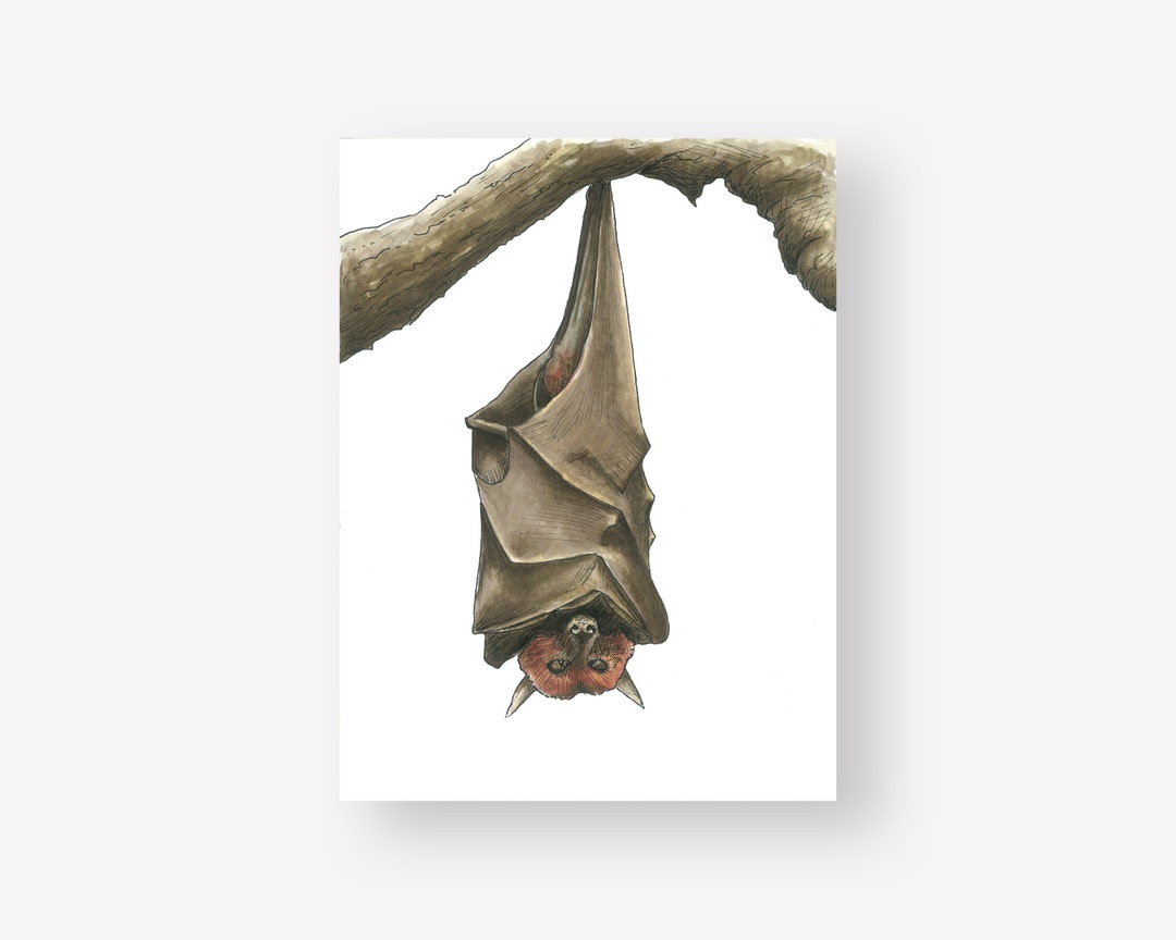Bat Illustration Art Print | 6x8 Unframed Animal Print - Etsy
