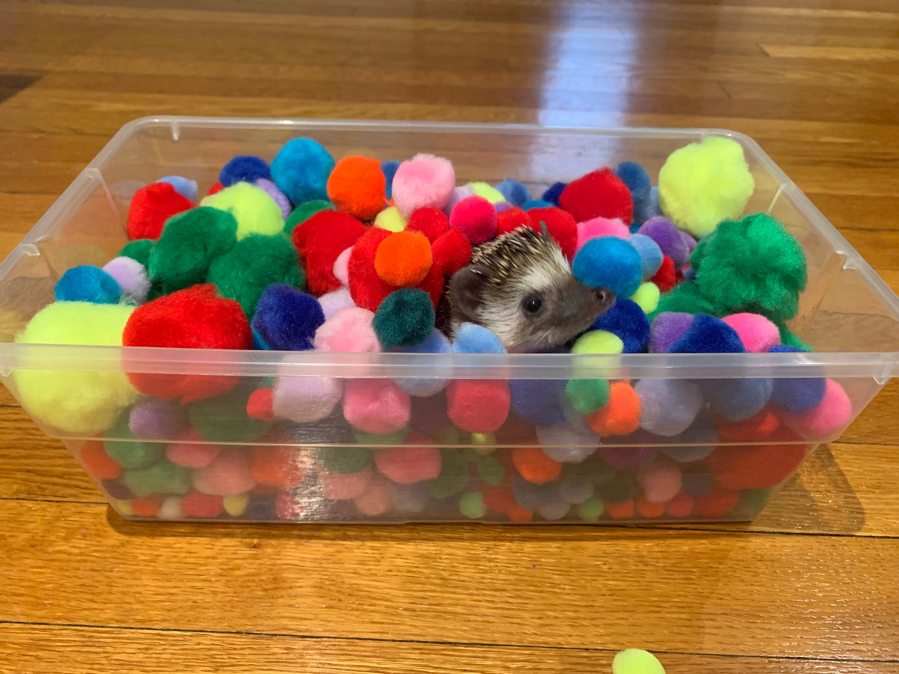 Hedgehog Dig Box Etsy