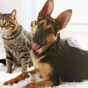 May include: A brown and black German Shepherd puppy with its tongue sticking out, lying on a white fluffy rug next to a brown tabby cat.